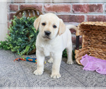 Small #6 Labrador Retriever