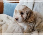 Small #8 Lhasa Apso