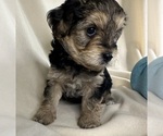 Puppy Brandy YorkiePoo