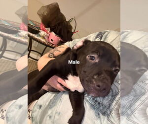 Staffordshire Bull Terrier-Unknown Mix Dogs for adoption in Holly Springs, NC, USA
