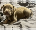 Puppy Mahogany American Bully