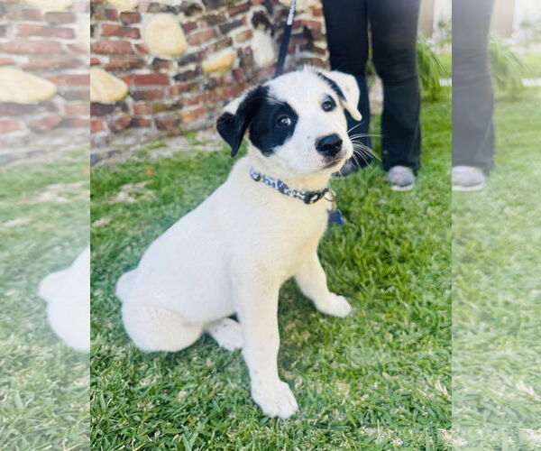 Medium Photo #3 Mutt Puppy For Sale in Marina Del Rey, CA, USA