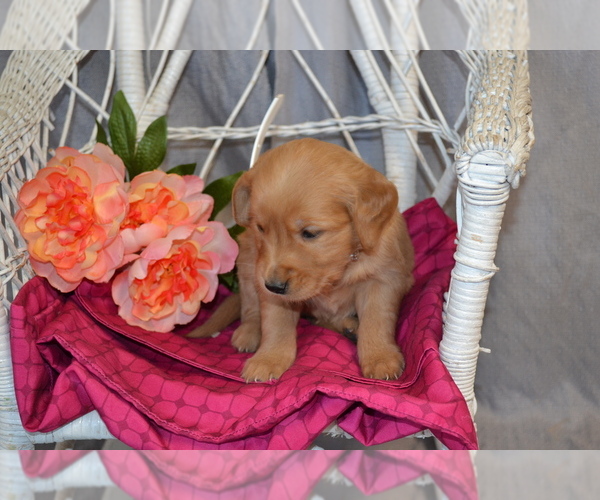 Medium Photo #4 Golden Retriever Puppy For Sale in OWEN, WI, USA