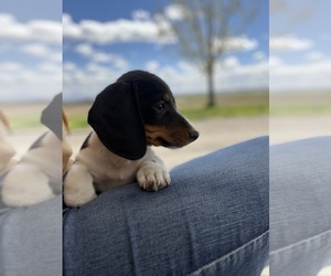 Dachshund Puppy for sale in JEROME, ID, USA