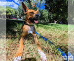 Small #9 Boxer Mix