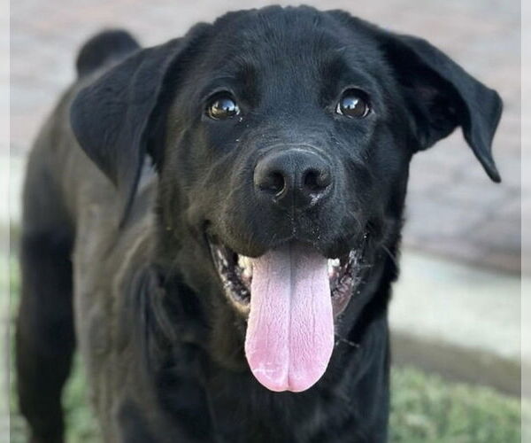 Medium Photo #1 Labrador Retriever-Unknown Mix Puppy For Sale in Canton, CT, USA