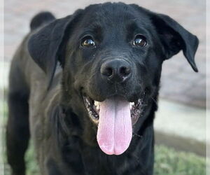 Medium Labrador Retriever Mix
