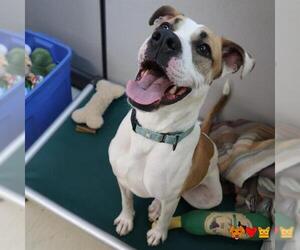 American Pit Bull Terrier-Unknown Mix Dogs for adoption in Center Township, PA, USA