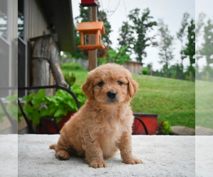 Goldendoodle Puppy for sale in ITASCA, TX, USA