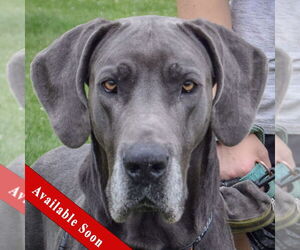 Great Dane Dogs for adoption in Huntley, IL, USA