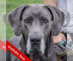 Small Great Dane