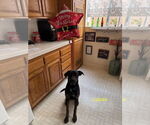 Small #1 Labrador Retriever Mix