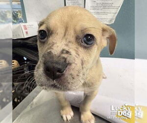 Labrador Retriever-Unknown Mix Dogs for adoption in Washington, DC, USA