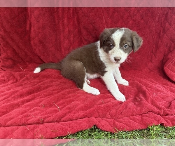 Medium Photo #13 Borador Puppy For Sale in MARION, VA, USA