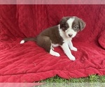 Small Photo #13 Borador Puppy For Sale in MARION, VA, USA