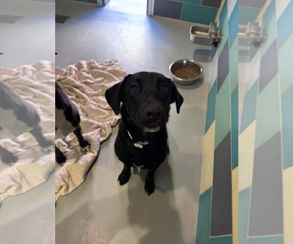 Medium Photo #9 Labrador Retriever-Unknown Mix Puppy For Sale in San Diego, CA, USA