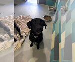 Small #8 Labrador Retriever Mix