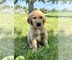 Small Photo #18 Golden Retriever Puppy For Sale in GREENFIELD, IN, USA