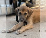 Small #3 Greyhound-Saluki Mix