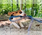 Small #2 Beagle