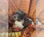 Small Photo #1 Schnauzer (Miniature) Puppy For Sale in WEST BRANCH, IA, USA
