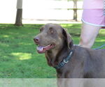 Small #1 Labrador Retriever
