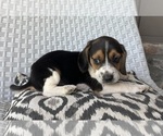 Small Beagle