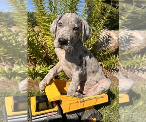 Great Dane Puppy for sale in MIDDLEBURY, IN, USA