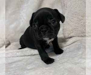 French Bulldog Puppy for sale in JOHNS ISLAND, SC, USA