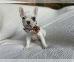 Puppy Cora French Bulldog