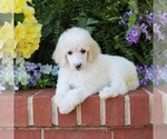 Puppy Brittany Poodle (Standard)