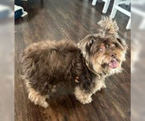 Medium Photo #4 Shih Tzu-Unknown Mix Puppy For Sale in Wakefield, RI, USA