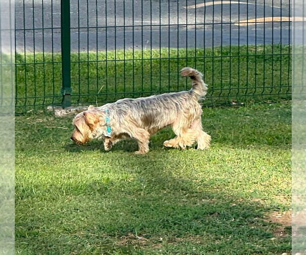 Medium Photo #2 Mutt Puppy For Sale in FRAMINGHAM, MA, USA