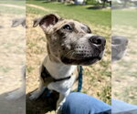 Small #5 Catahoula Leopard Dog-Labrador Retriever Mix