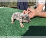 Small Photo #34 French Bulldog Puppy For Sale in PLACERVILLE, CA, USA