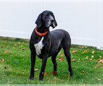 Small Photo #1 Great Dane Puppy For Sale in WAKARUSA, IN, USA