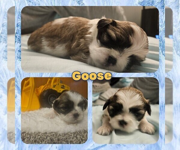 Medium Photo #13 Shih Tzu Puppy For Sale in CANFIELD, OH, USA