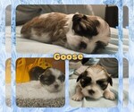 Small #12 Shih Tzu