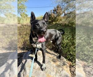 MASON - Male Borador Dog for Adoption - Photo #2