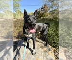 Small Photo #2 Borador Puppy For Sale in Santa Maria, CA, USA