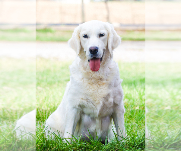 Medium Photo #1 English Cream Golden Retriever Puppy For Sale in SYRACUSE, IN, USA