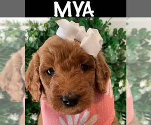 Goldendoodle Puppy for Sale in HENDERSON, Nevada USA