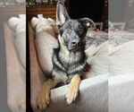 Small German Shepherd Dog