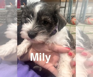 Schnauzer (Miniature) Puppy for sale in ANDERSONVILLE, TN, USA