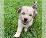 Small #3 Mutt