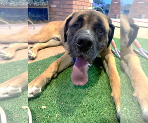 Mastiff Dogs for adoption in Goodyear, AZ, USA
