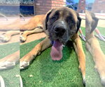 Goliath - Male Mastiff Dog for Adoption - Small photo