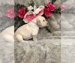 Small Photo #10 Golden Retriever Puppy For Sale in BRANDON, FL, USA