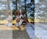 Small #1 Pembroke Welsh Corgi