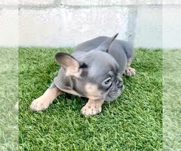 Medium Photo #5 French Bulldog Puppy For Sale in HOUSTON, TX, USA